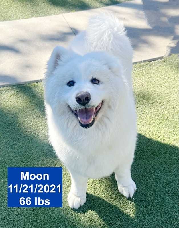My name is Moon!