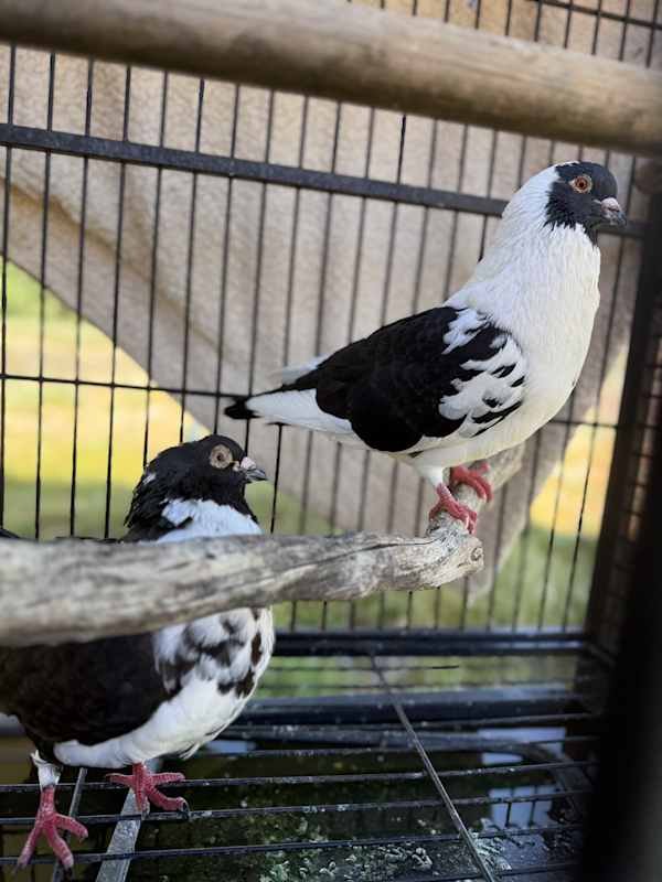 My name is Cosmo & Wanda!