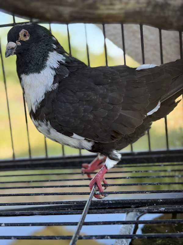 My name is Cosmo & Wanda!