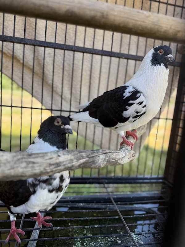 My name is Cosmo & Wanda!