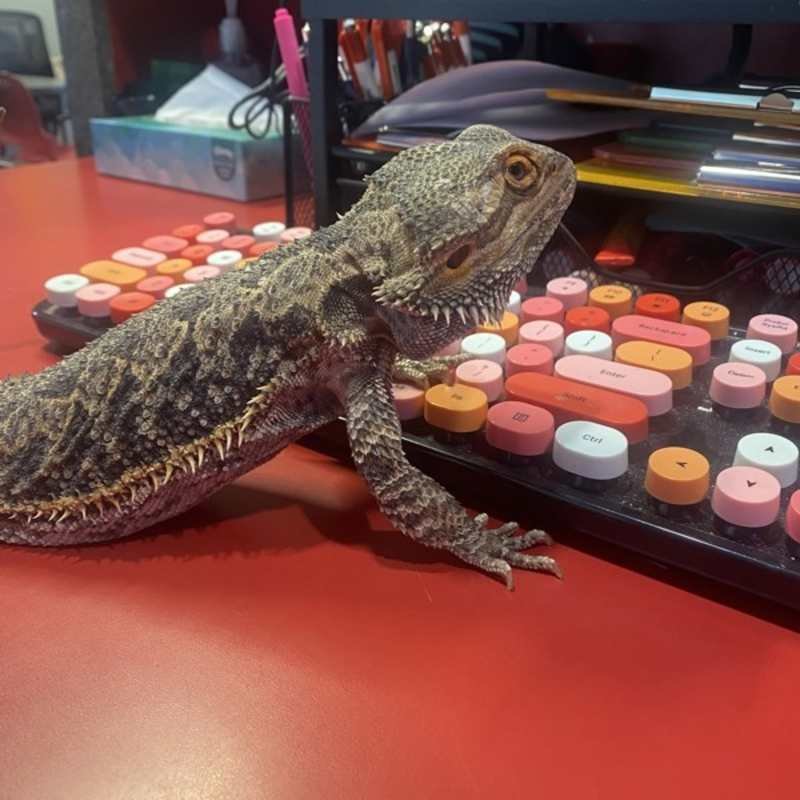 My name is Toothless*!