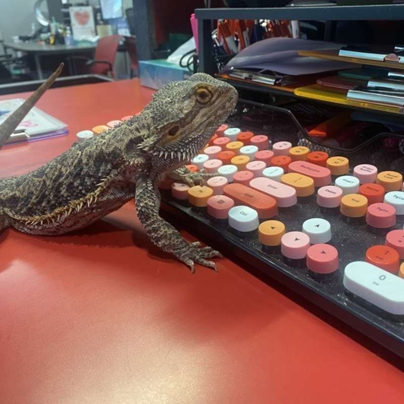 My name is Toothless*!