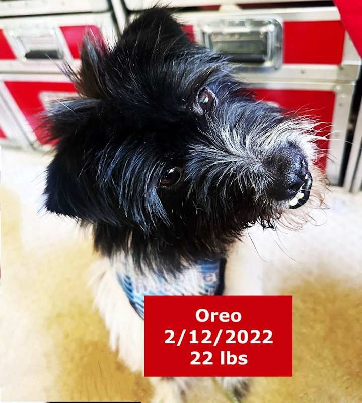 My name is Oreo!